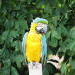 アララという大型のオウムでアマゾン州の鳥として親しまれています。５０年以上の寿命を一羽のつれあいと添いとげる純愛派です。